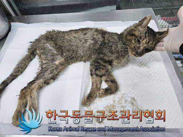 한국동물구조관리협회_441560202301484